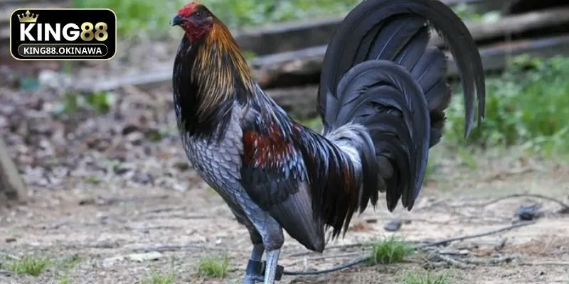 Chiến kê tham gia đá gà Mỹ sở hữu sức mạnh bền bỉ