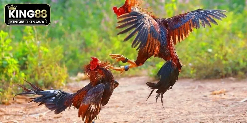 Cửa hòa BDD tại King88 có tỷ lệ trả thưởng rất cao 