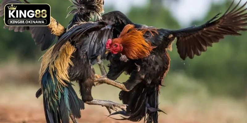 Giới thiệu về đá gà chọi tại King88 