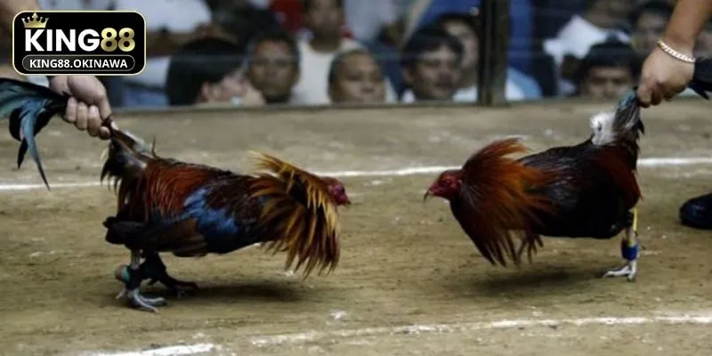 Hình thức cá cược căng thẳng mang lại cảm xúc mãnh liệt