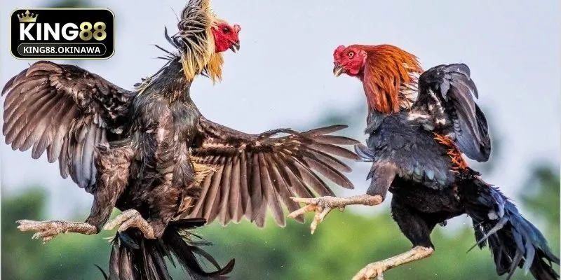 Hội viên tại King88 nên chọn chiến kê tốt để đặt cược 