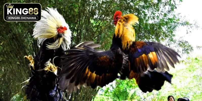 Kinh nghiệm đọc hình thái để chọn kê chiến tinh nhuệ