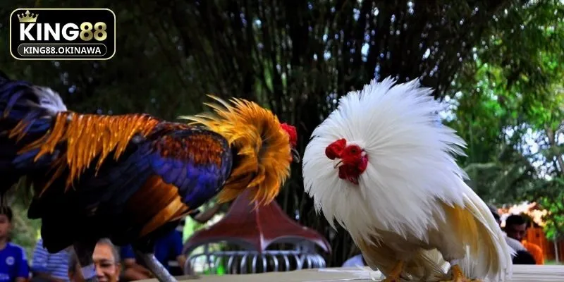 Sắc lông nổi bật tạo dấu ấn riêng cho mỗi chiến kê